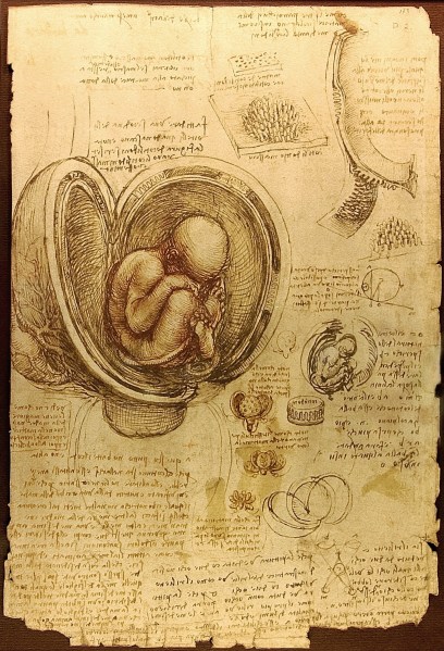 Leonardo da Vinci. Estudio de embrión. 1510-1513 Biblioteca Real. Windsor. Gran Bretaña.