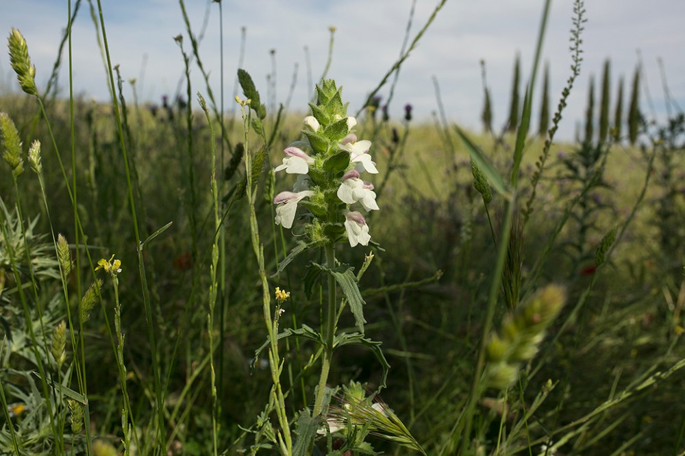 Primavera en Segóbriga.