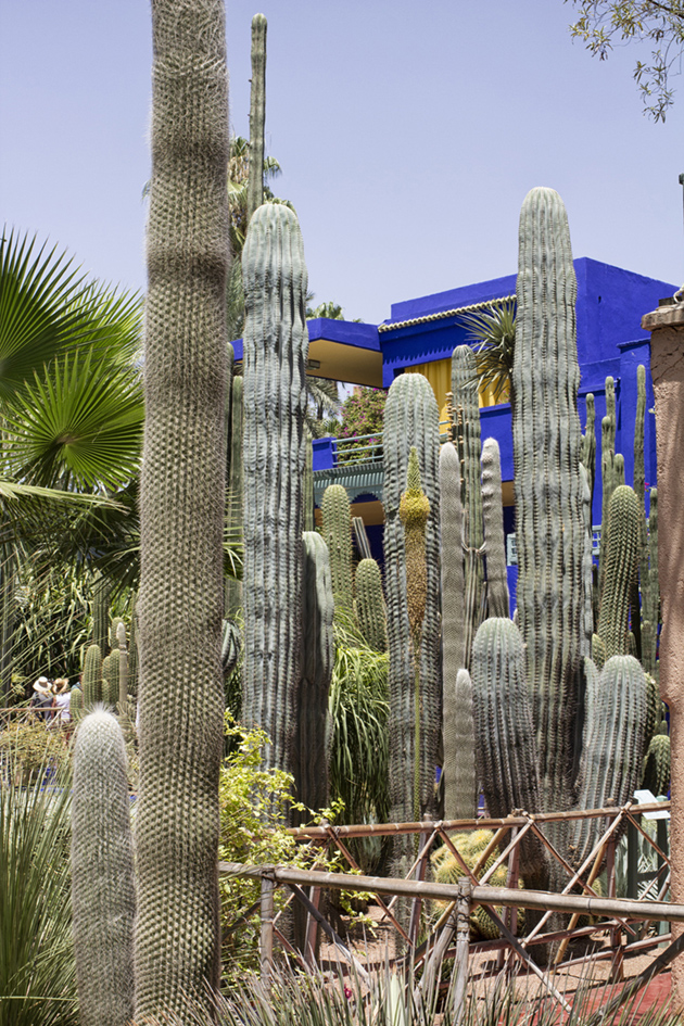 jardines majorelle01
