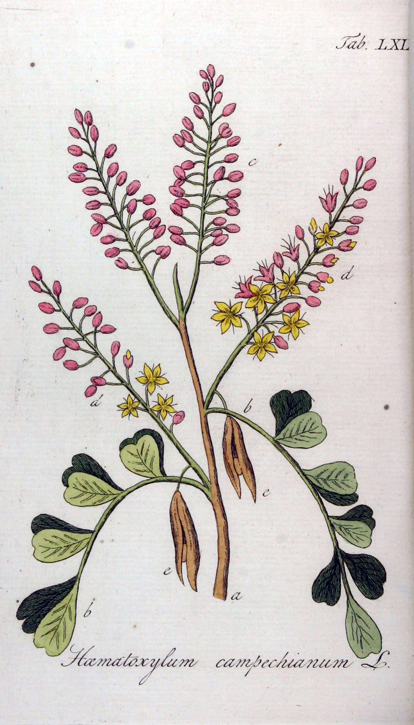 Adolphus Ypey. Ilustración del "haematoxylum campechianum", o palo de Campeche. 1813.