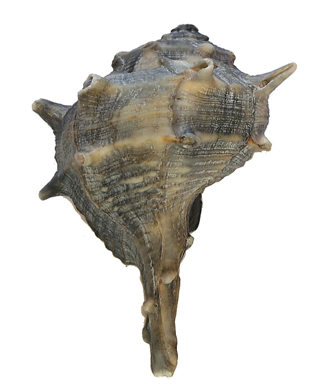 La púrpura de Tiro, también conocida como púrpura real o púrpura imperial, es un colorante o tinte de color púrpura, cuyo tono puede variar entre un rojo púrpureo y el morado, que fue usado por los antiguos fenicios en la ciudad de Tiro. El tinte consiste en una mucosidad o secreción de la glándula hipobranquial de un caracol denominado murex.